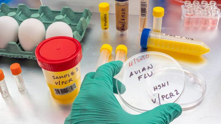 Detectan en España el primer caso de gripe aviar en humanos