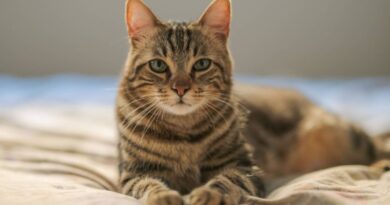 Morbillivirus felino, el virus de los gatos que puede infectar a humanos