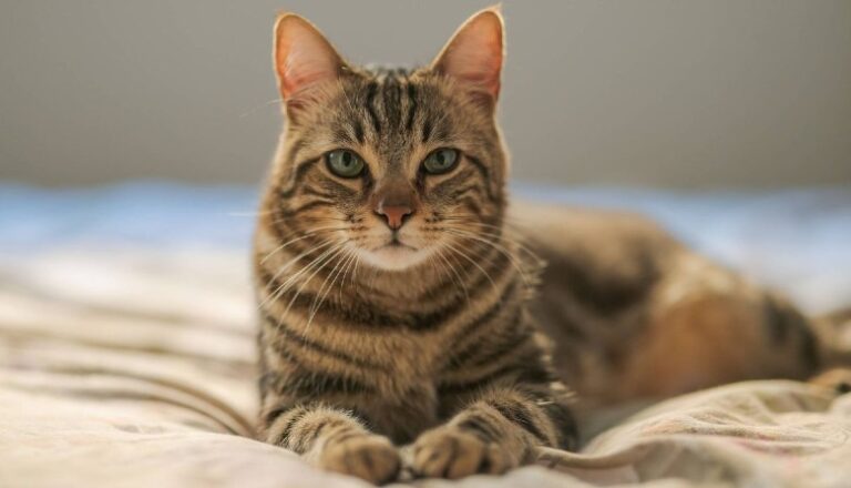 Morbillivirus felino, el virus de los gatos que puede infectar a humanos
