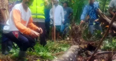 Encuentran el cadáver de una mujer en el estómago de una pitón en Indonesia