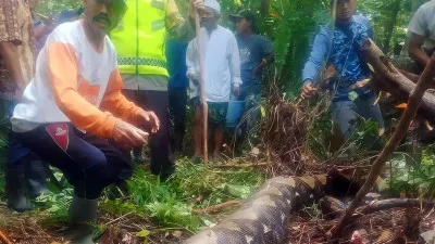 Encuentran el cadáver de una mujer en el estómago de una pitón en Indonesia