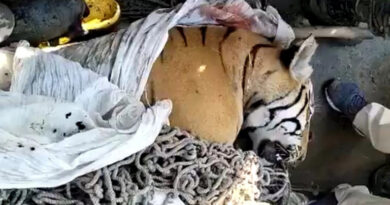 Asesinan a un tigre en la India por matar a 25 personas