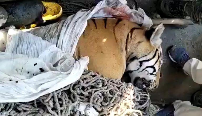 Asesinan a un tigre en la India por matar a 25 personas