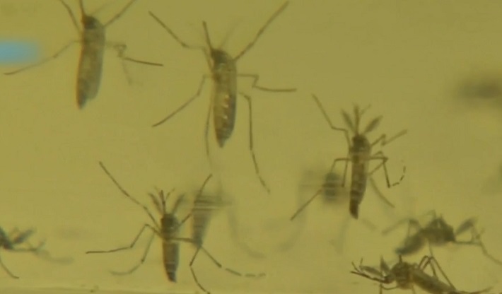 Se ha registrado al menos 8 mil casos de dengue en este año