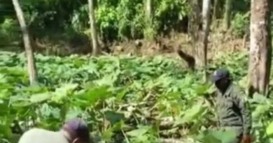 PN arresta a ocho haitianos por cultivar en el parque Los Haitises