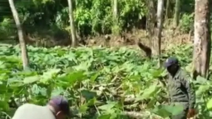 PN arresta a ocho haitianos por cultivar en el parque Los Haitises