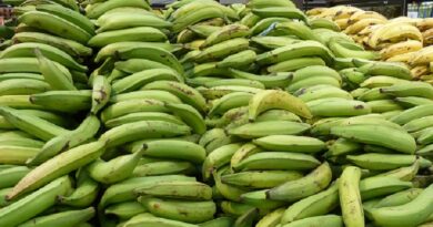 Agricultura confirma colmados venden los plátanos a 35 pesos