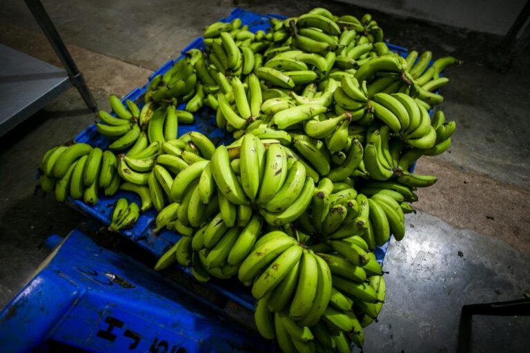 Puerto Rico decomisa 500 mil «plátanos enfermos» que llegaron de Costa Rica