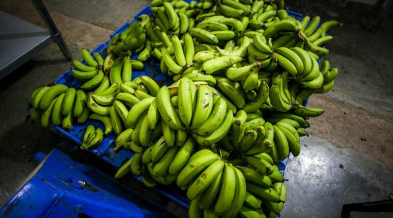 Puerto Rico decomisa 500 mil «plátanos enfermos» que llegaron de Costa Rica