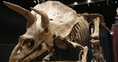 Museo de Florida exhibirá el mayor Triceratops jamás hallado en el planeta