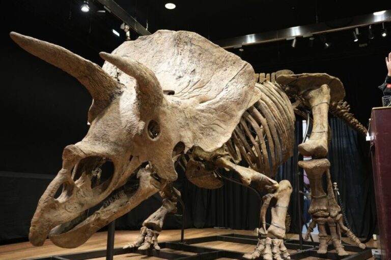 Museo de Florida exhibirá el mayor Triceratops jamás hallado en el planeta