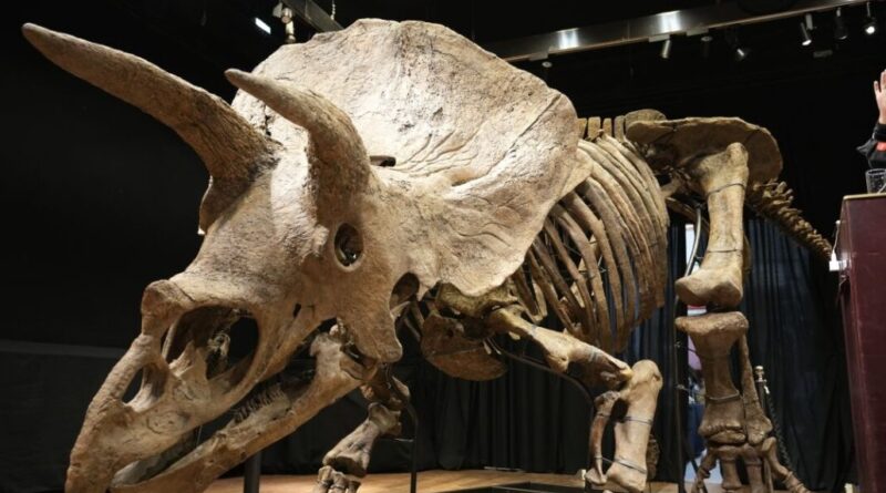 Museo de Florida exhibirá el mayor Triceratops jamás hallado en el planeta