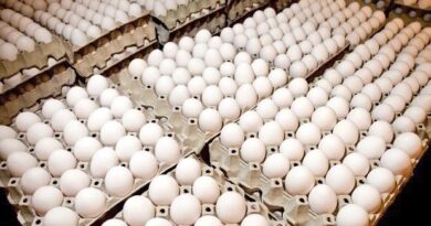 Deploran medida que suspende exportación huevos hacia Haití