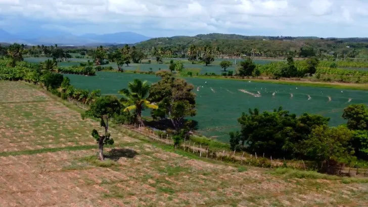 Más de 70,000 quintales de cebolla podrían perderse en Palenque