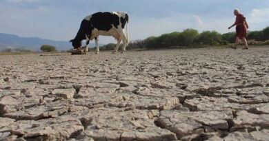 Agricultura activa plan asistencia en zonas ganaderas a causa sequía