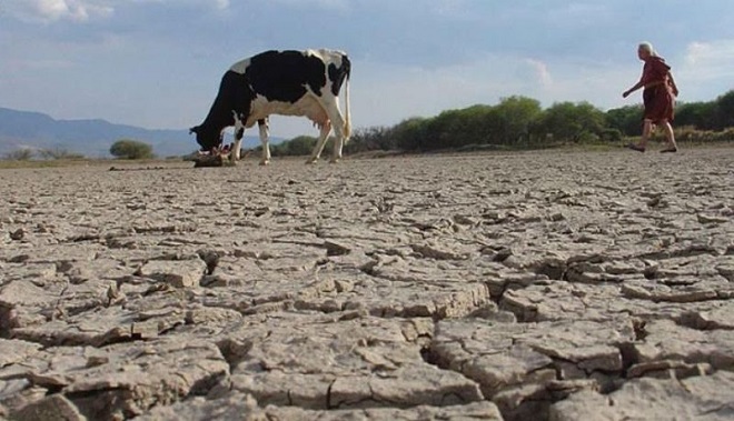 Agricultura activa plan asistencia en zonas ganaderas a causa sequía