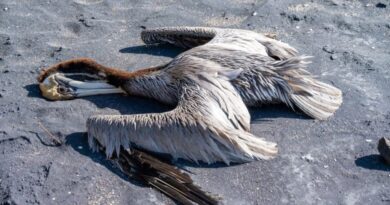 Perú reporta 3.492 lobos marinos y 63.000 aves muertas por gripe aviar