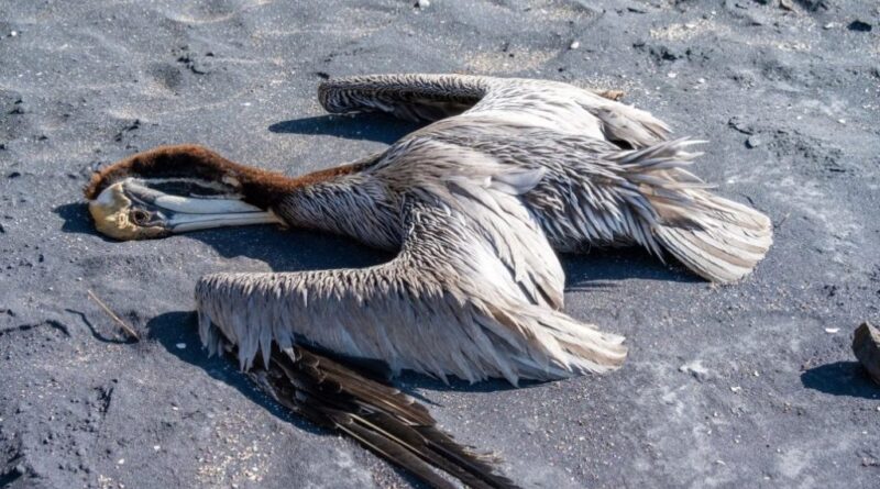 Perú reporta 3.492 lobos marinos y 63.000 aves muertas por gripe aviar