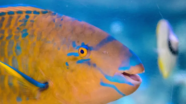 “Yo no como loro”, campaña de Medio Ambiente para preservar los peces herbívoros arrecifales