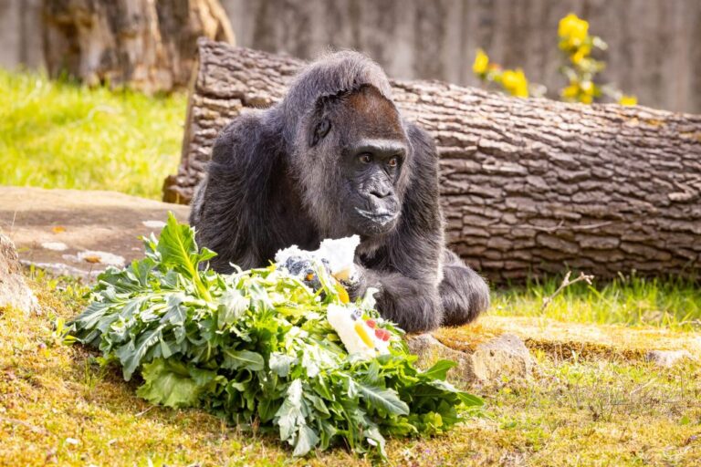 La gorila más vieja del mundo cumple 66 años en el zoo de Berlín