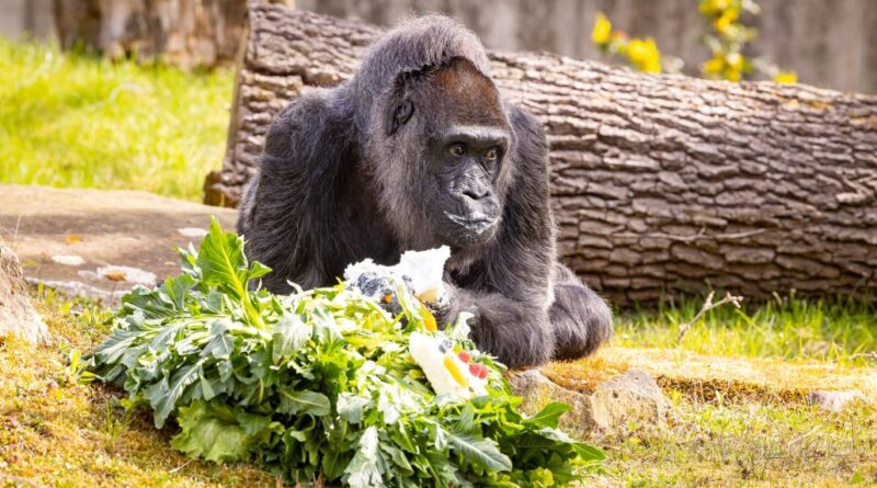 La gorila más vieja del mundo cumple 66 años en el zoo de Berlín