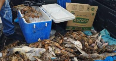 Incautan decenas de langosta y unas 70 libras de pez loro en El Seibo