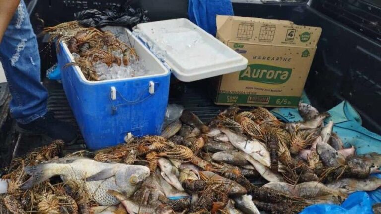 Incautan decenas de langosta y unas 70 libras de pez loro en El Seibo