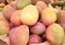 Ministro dice exportaciones de mango han crecido en un 30 %