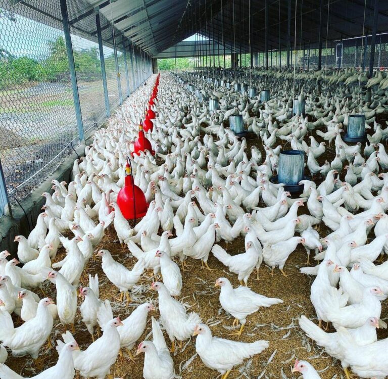 Productores de pollos y huevos al borde del colapso por rentabilidad