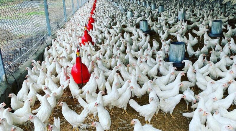 Productores de pollos y huevos al borde del colapso por rentabilidad