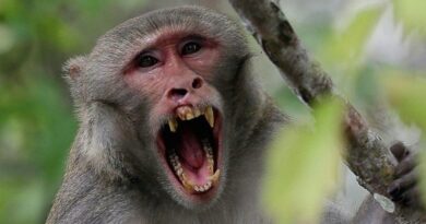 Pagan una recompensa por capturar a un mono que aterrorizaba un pueblo de la India