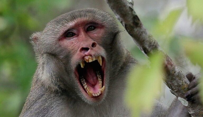 Pagan una recompensa por capturar a un mono que aterrorizaba un pueblo de la India