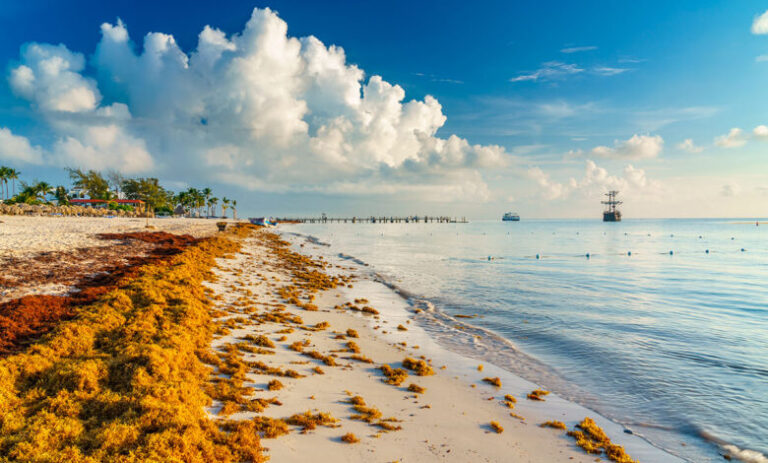 Epidemióloga orienta sobre efectos del sargazo en la piel y vías respiratorias