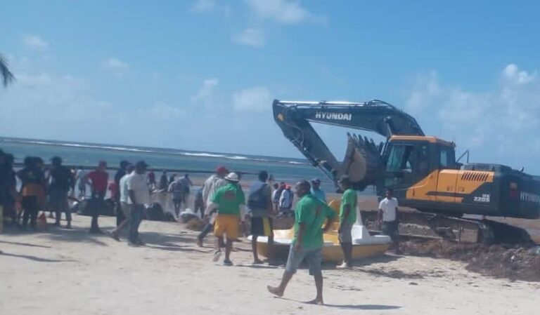 Realizan un gran operativo para recoger el sargazo en Boca Chica