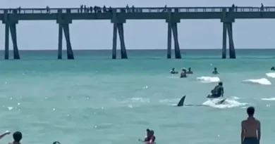 Un tiburón hambriento ahuyentó a los bañistas de una playa de Florida al nadar cerca de la orilla