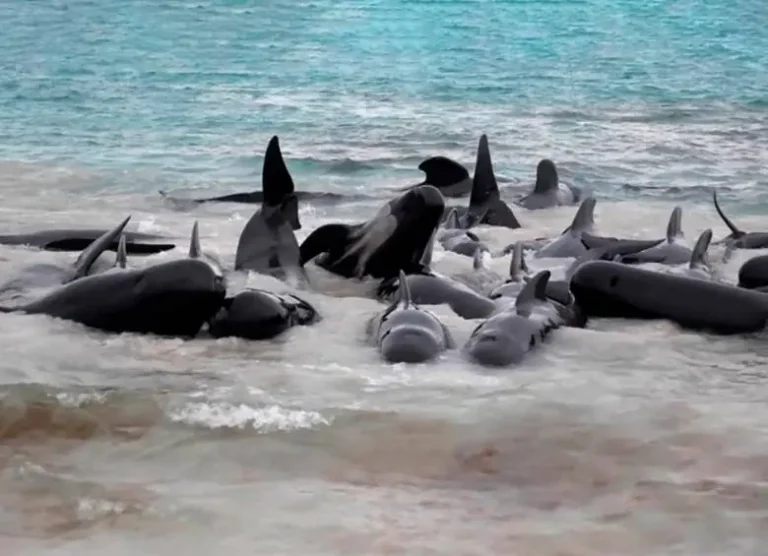 Muere casi un centenar de ballenas piloto que quedaron varadas en Australia