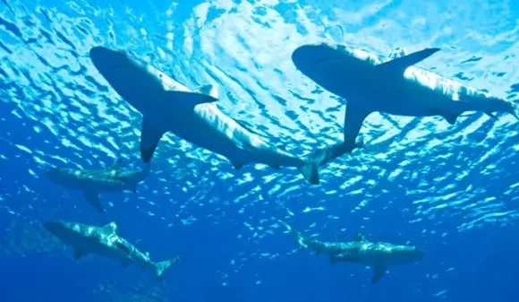 Cerca de 50 tiburones captados a 200 metros playas Long Island visitan dominicanos