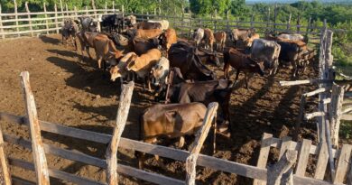 Militares RD recuperan 39 vacas robadas por haitianos en Dajabón