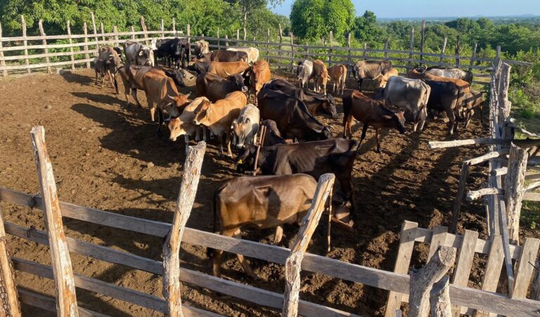 Militares RD recuperan 39 vacas robadas por haitianos en Dajabón