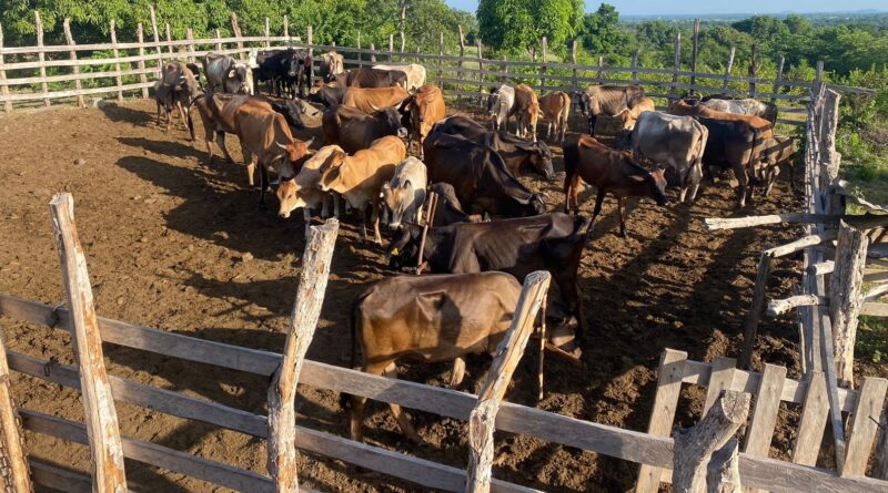 Militares RD recuperan 39 vacas robadas por haitianos en Dajabón