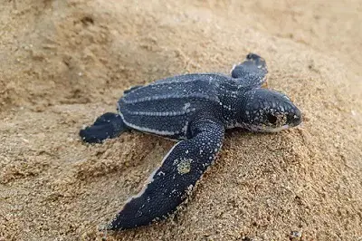 Gobierno establece veda por 10 años de tortugas marinas