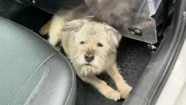 Perra de 14 años recorre 163 km en una noche al intentar volver con sus dueños