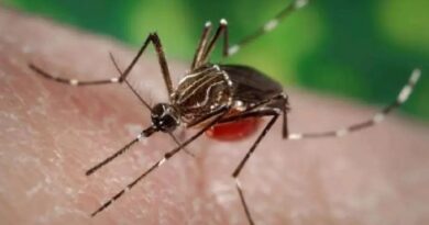 Más 3,7 millones de casos y 2.000 muertes por dengue en el mundo