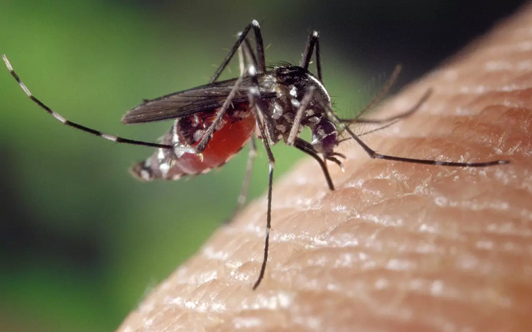 RD ha registrado 5,145 casos de dengue en lo que va de este año