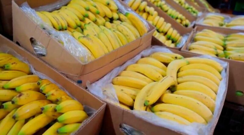 Rep. Dom. suspende exportación de plátano a partir del lunes