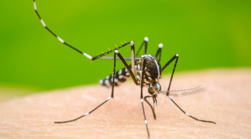 Dos niños fallecen con síntomas de dengue en Moca y Santiago