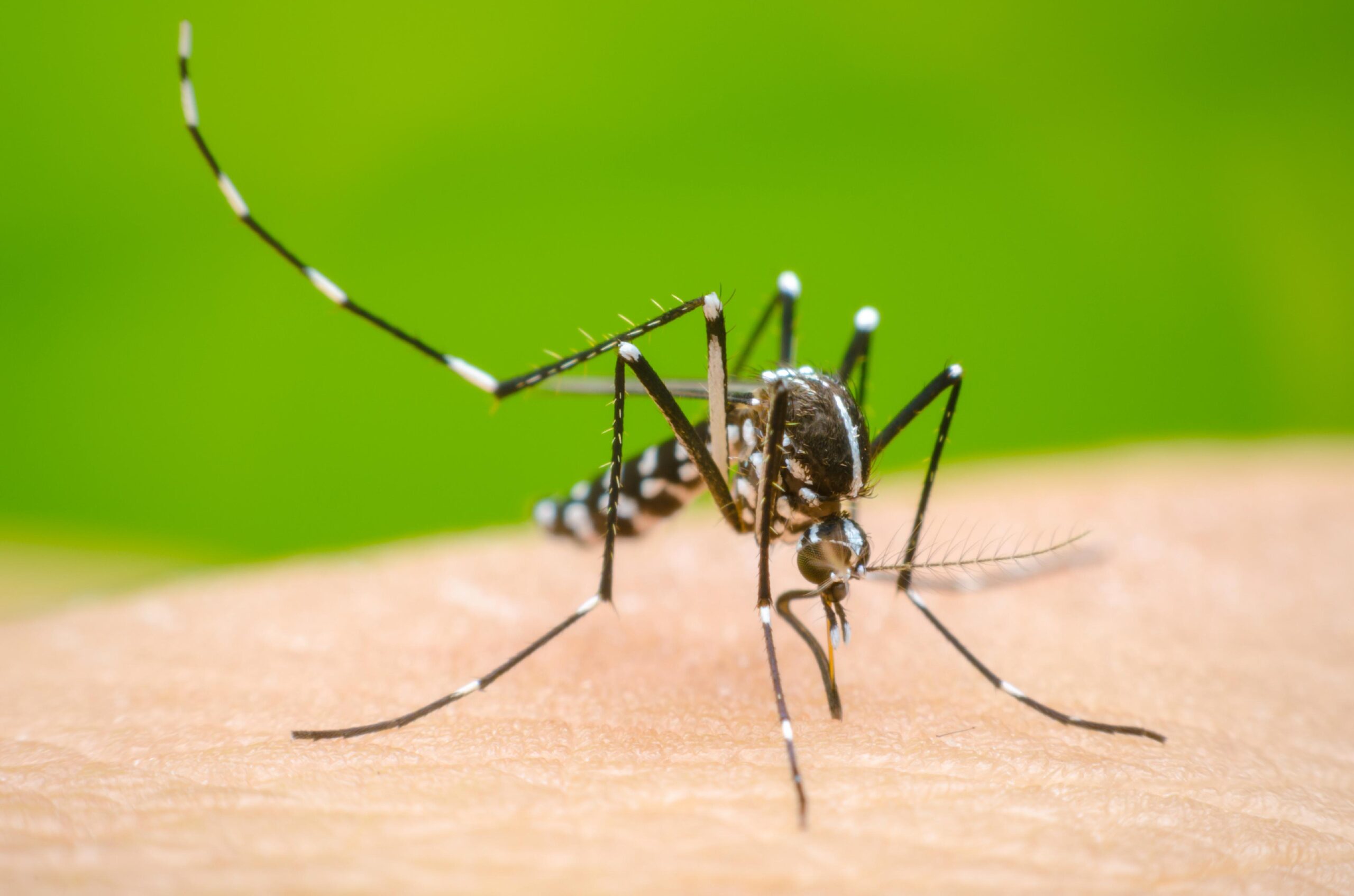Dos niños fallecen con síntomas de dengue en Moca y Santiago