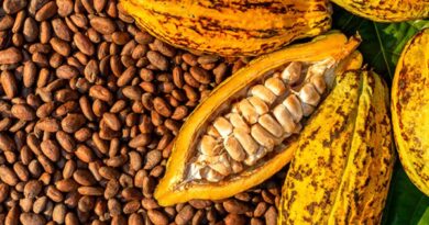 Cacao deja de exportar US$60 MM últimos dos años
