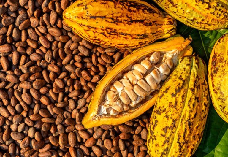 Cacao deja de exportar US$60 MM últimos dos años
