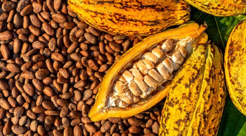 Cacao deja de exportar US$60 MM últimos dos años